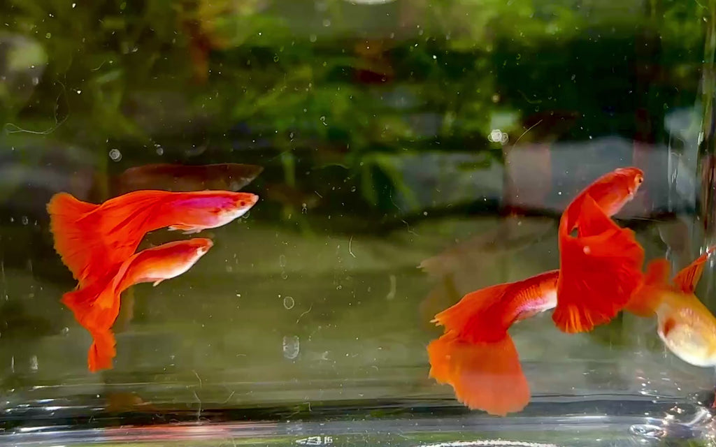Premium Full Red High Fin Guppies