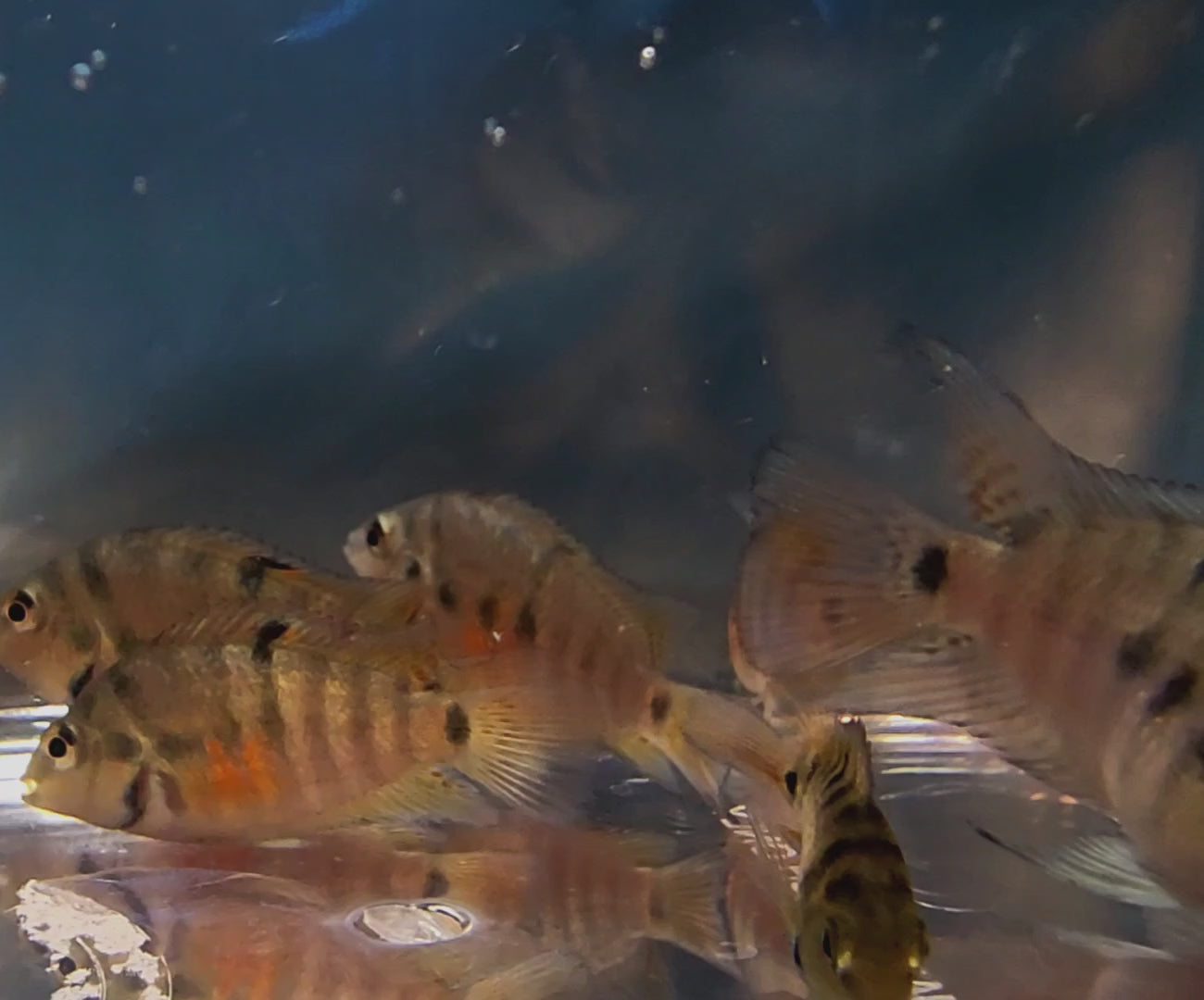 Fish Swimming in tank
