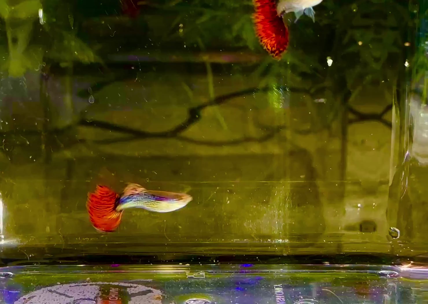 Premium Snakeskin Red Mosaic Guppies
